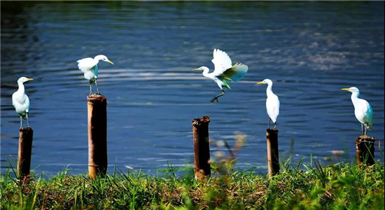 普洱獎(jiǎng)勵(lì)旅游策劃方案：體驗(yàn)普洱的生物多樣性，一起走進(jìn)這座森林城市的生態(tài)樣本！