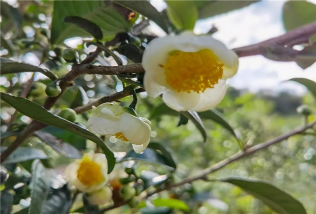【美景】冬日的思茅有機茶園，沉浸一縷醉人茶花香！普洱定制旅游