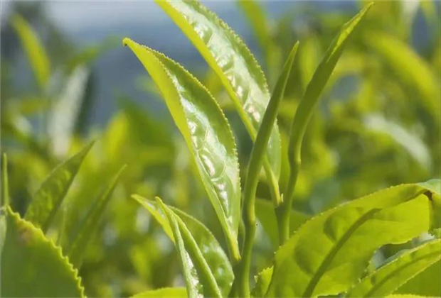 夢縈江城——戲說“江城四大怪”！普洱旅游