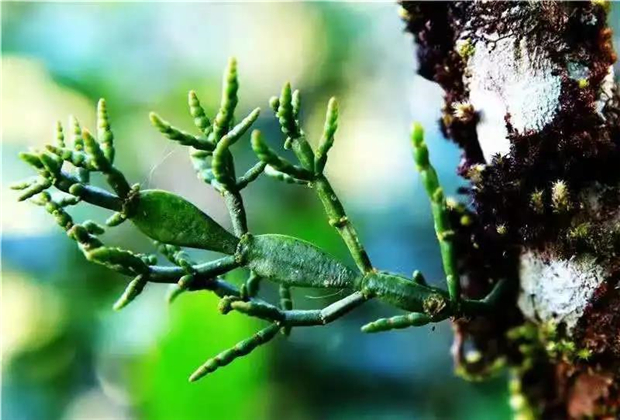 遇見景邁山非物質(zhì)文化遺產(chǎn)，探尋天賜普洱的文創(chuàng)符號(hào)！  普洱旅游