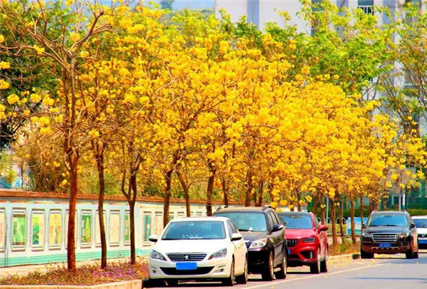 普洱定制旅游：黃花風(fēng)鈴木花又開 普洱的春天金燦燦