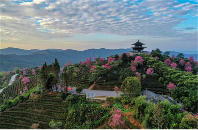 普洱文旅市場(chǎng)平穩(wěn)運(yùn)行，游客最愛(ài)觀云海，賞櫻花！