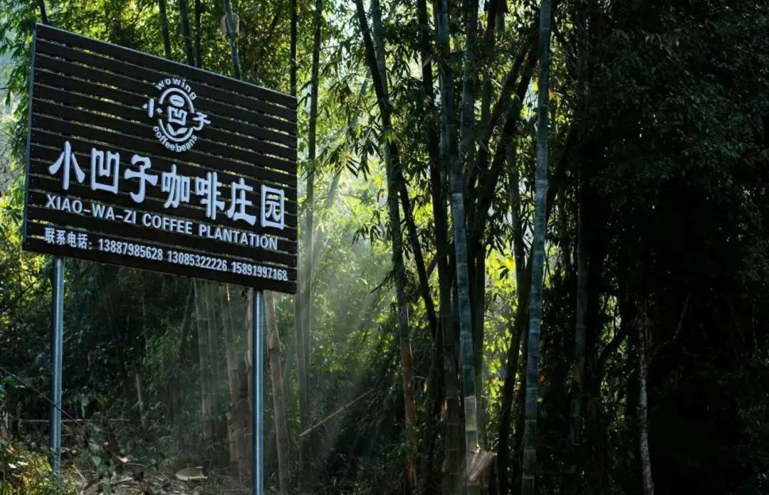 普洱特色團建：普洱小凹子咖啡莊園