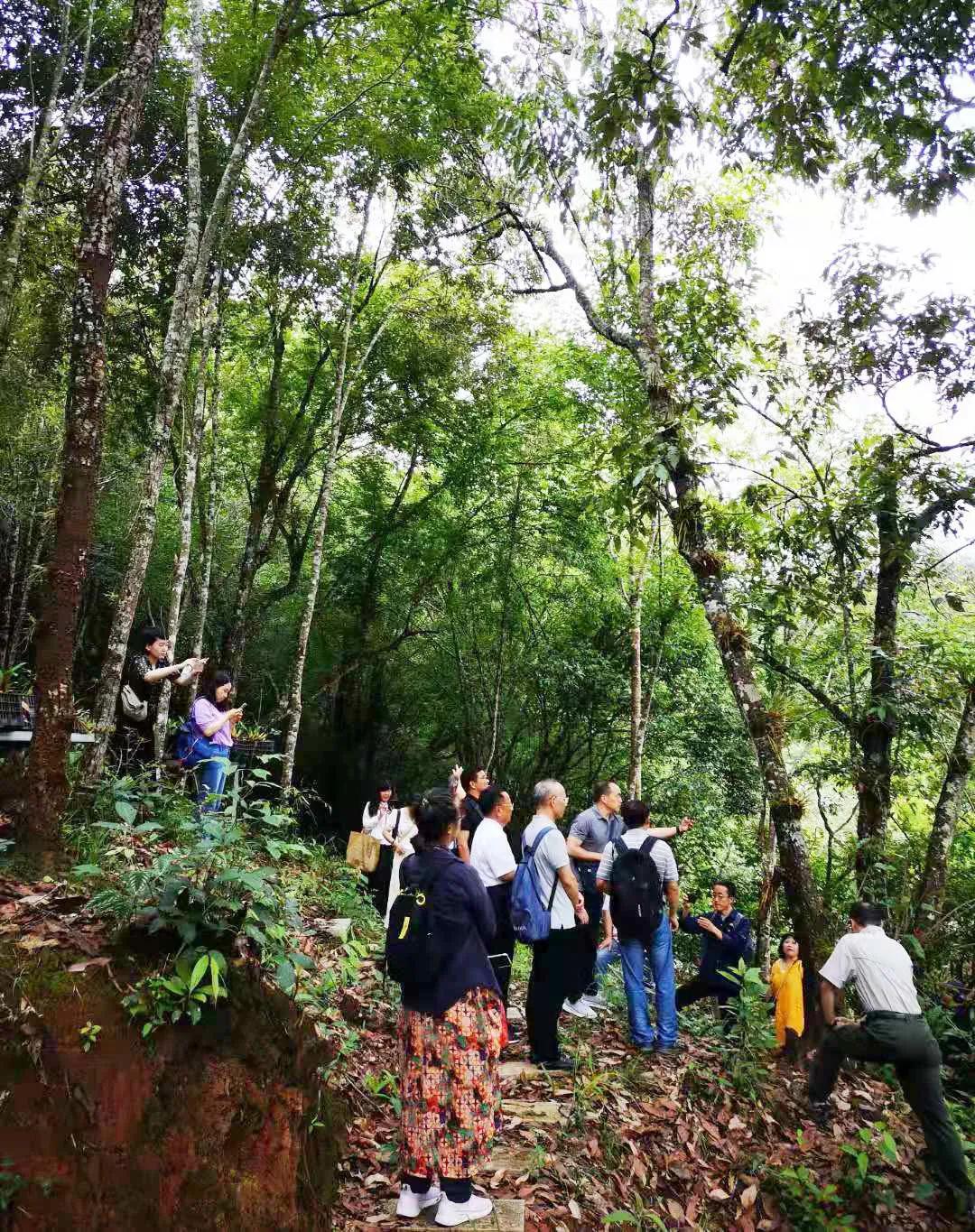 云南普洱基地萬(wàn)掌山林場(chǎng)