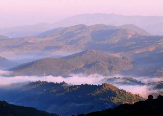 普洱特色團(tuán)建-古茶山行