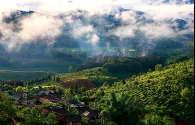 普洱特色團(tuán)建-古茶山行