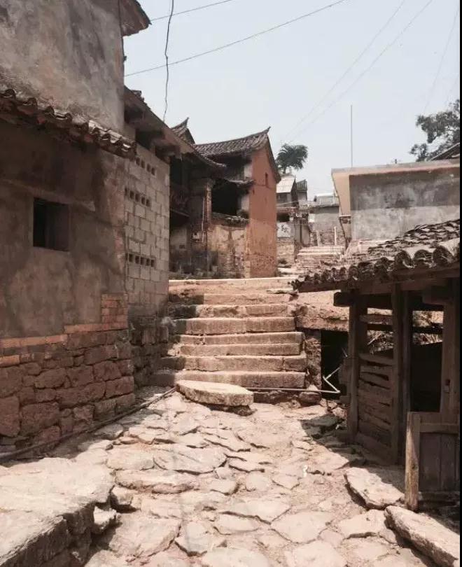 普洱特色團(tuán)建-古茶山行