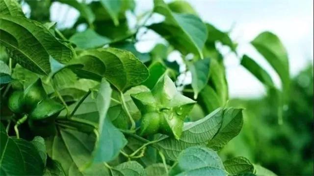 普洱定制團(tuán)建