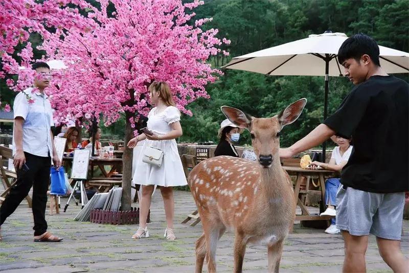 茶馬古道旅游景區(qū)