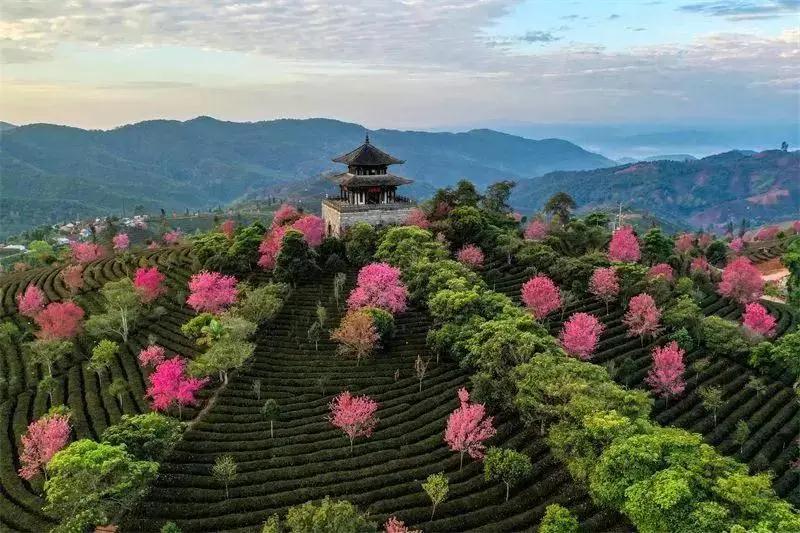 中華普洱茶博覽苑