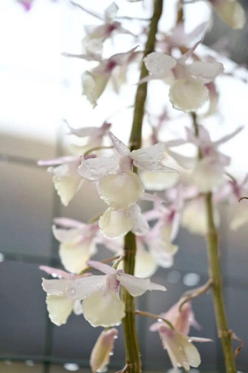 【普洱文旅】賞花、吃花、拍花！“五一”來普洱赴一場石斛花之約